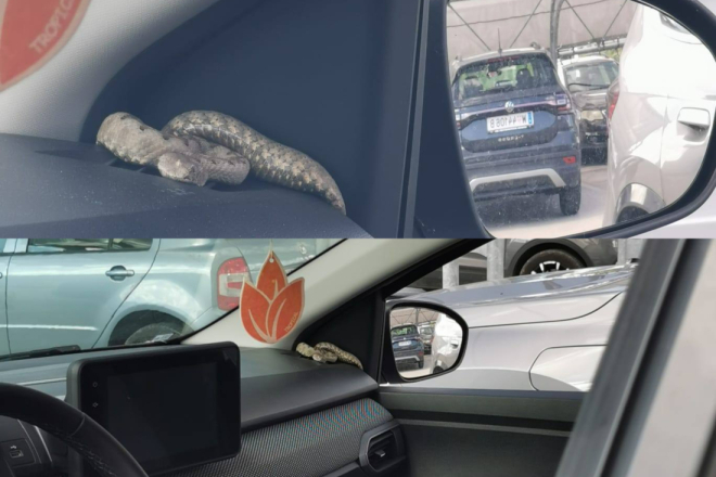 NEOBIČNA INTERVENCIJA: Vatrogasci u Bujama izvlačili zmiju iz automobila