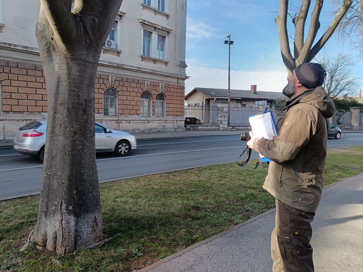 Pula U Tijeku Valorizacija Drvenastog Bilja U Parku Grada Graza