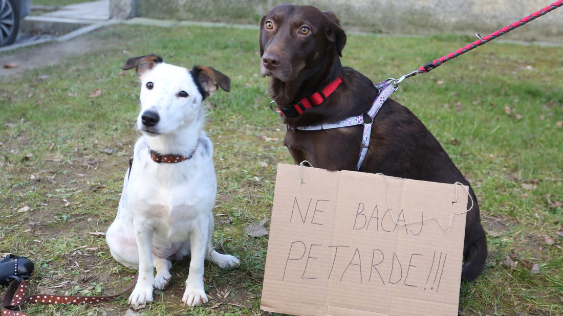 Prijatelji životinja pozivaju: Potpišite peticiju za zabranu bučne priotehnike!