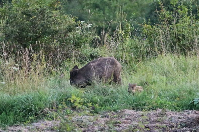 Tijekom vikenda na cestama diljem Istre zabilježeno čak osam naleta na životinje