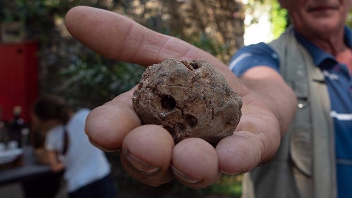 Ministar Vlajčić: Zaštitit ćemo istarske tartufare i spriječiti krivolov