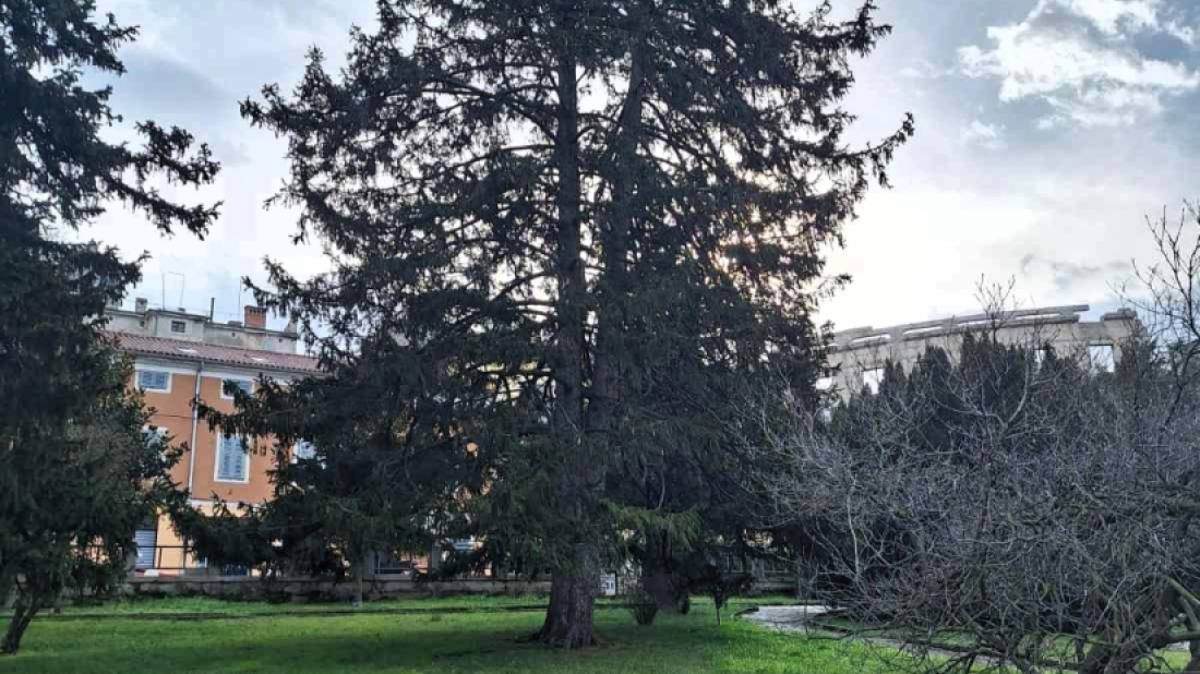 Najimpresivnija stabla grada Pule uvrštena u Katalog najstabala Istre!