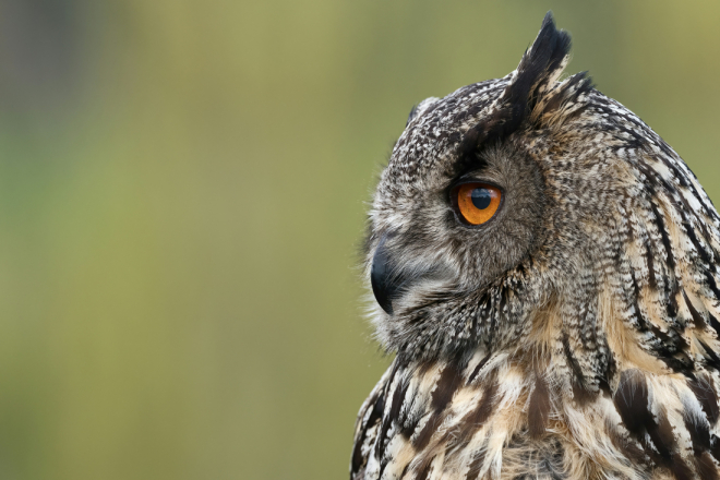 Radionica 'Čuvari ušare' u organizaciji Nature Histrice ponovno u Buzetu!