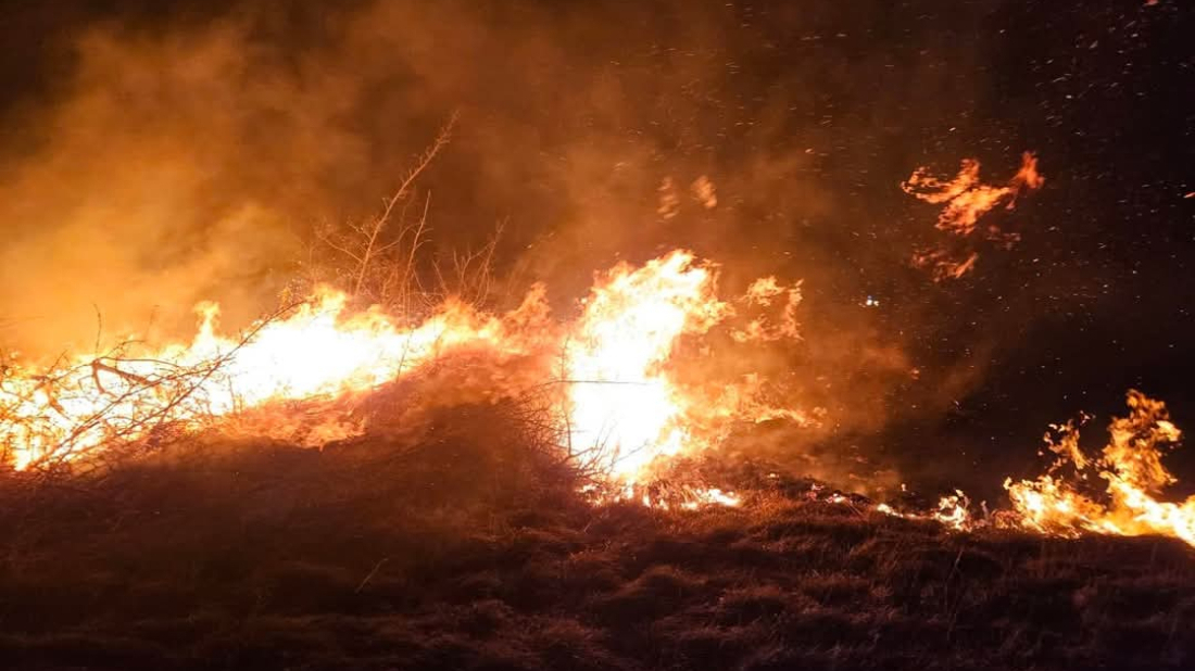 Nevjerojatna prilagodba prirode: Ovaj kukac može otkriti požar i kreće prema njemu