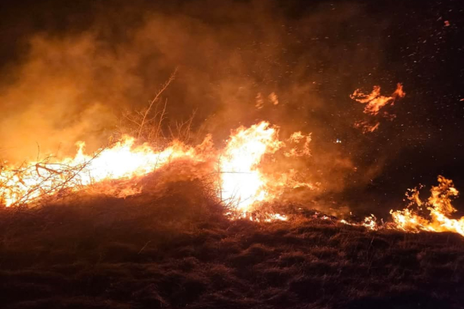 Nevjerojatna prilagodba prirode: Ovaj kukac može otkriti požar i kreće prema njemu