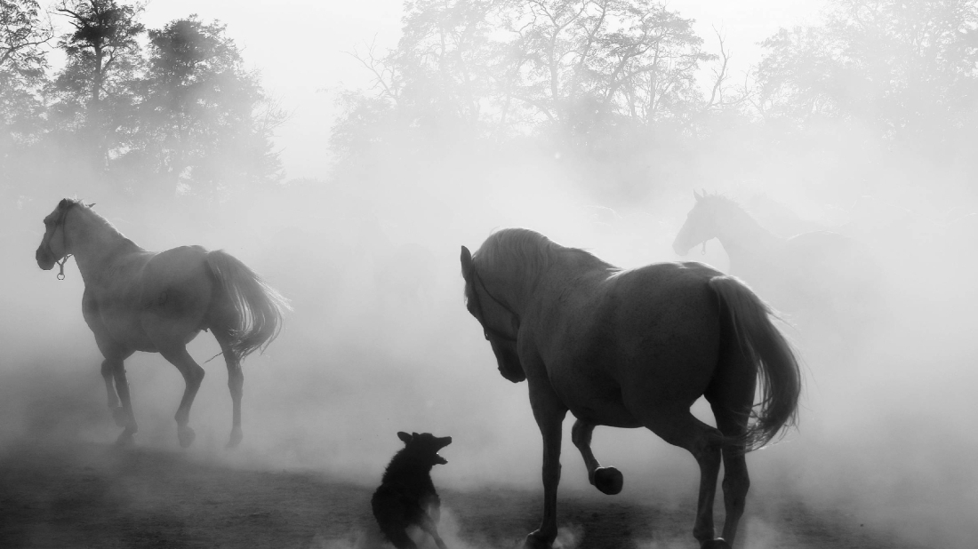 U tijeku su prijave za Smotru rovinjske fotografije