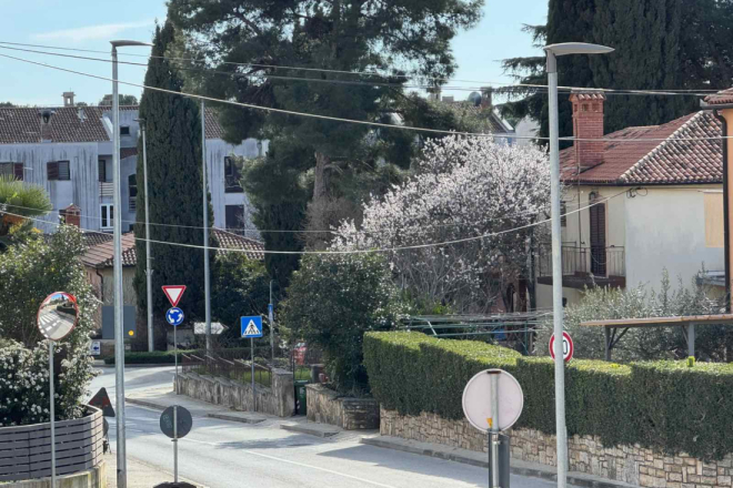 PROLJEĆE URANILO? Rascvjetana stabla zbunila građane, ali stručnjaci kažu: Nema razloga za brigu