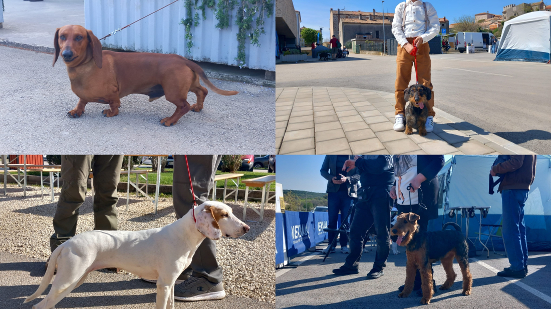 Početkom travnja na rasporedu je Bale Dog Show 2025. MANIFESTACIJA ZA LJUBITELJE PASA