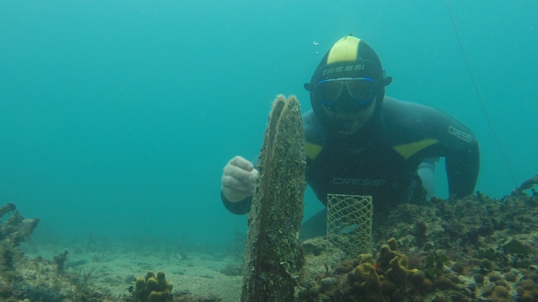 Kod Poreča nađeno 78 plemenitih periski: Najveći uspjeh u cijelom Mediteranu