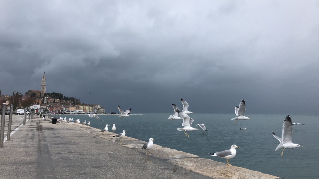 Rovinj sudjeluje u kontroli galebova klaukavca, prijavite potencijalna gnijezda