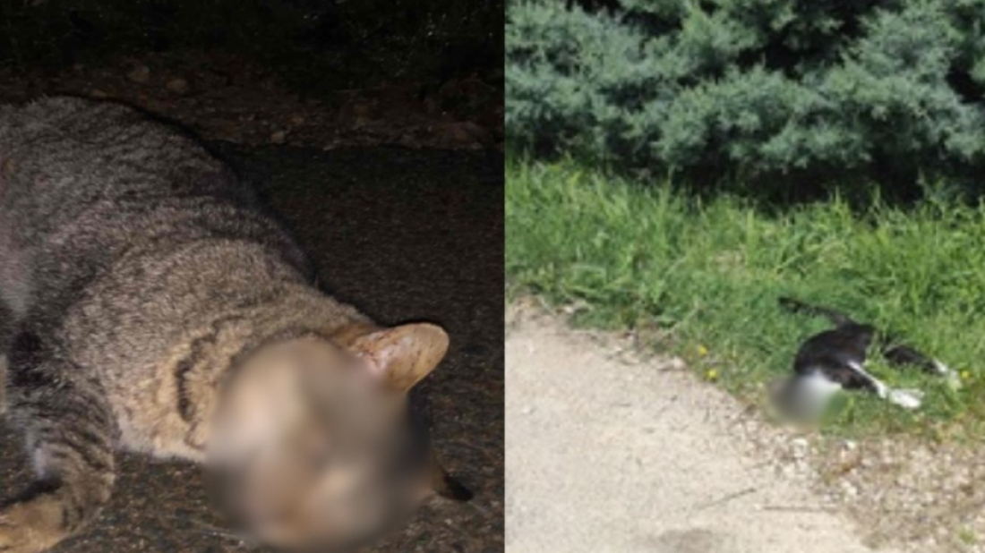 Tko truje mačke u Rovinjskom Selu? Mještani traže odgovore!