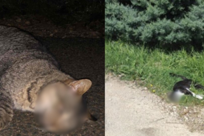 Tko truje mačke u Rovinjskom Selu? Mještani traže odgovore!