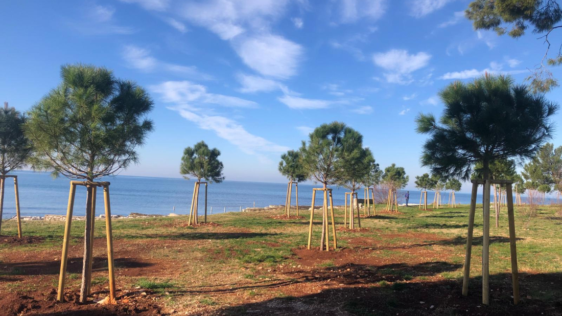Umag nastavlja s ozelenjavanjem: u planu sadnja gotovo 400 novih stabala