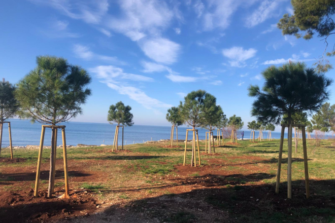 Umag nastavlja s ozelenjavanjem: u planu sadnja gotovo 400 novih stabala