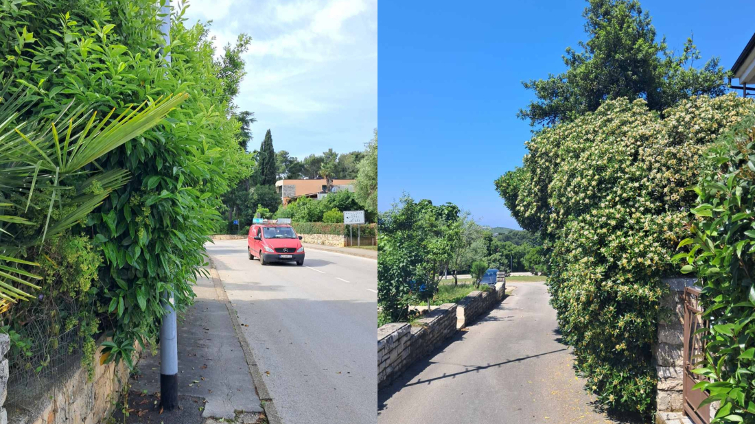 Rovinj: Komunalno redarstvo upozorava na obvezu rezanja zelenila uz ceste