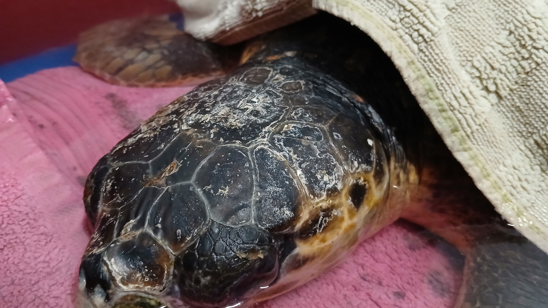Glavata želva Živa u pulskom Aquariumu i dalje na intenzivnoj njezi: stanje kritično, ali vidljiv napredak