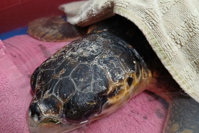 Glavata želva Živa u pulskom Aquariumu i dalje na intenzivnoj njezi: stanje kritično, ali vidljiv napredak