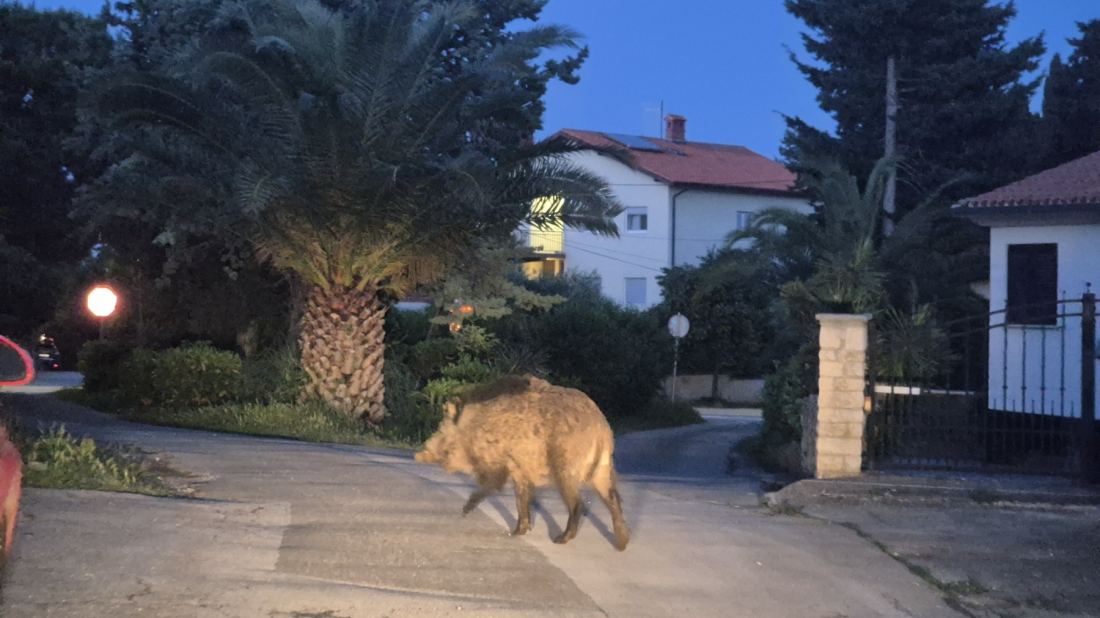 (FOTO/VIDEO) Mještani Premanture uznemireni: Divlje svinje ruše kante i kopaju vrtove