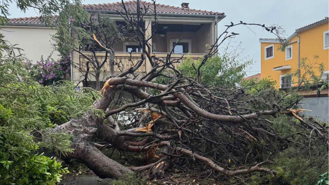 U dvorište obiteljske kuće u Rovinju palo ogromno stablo