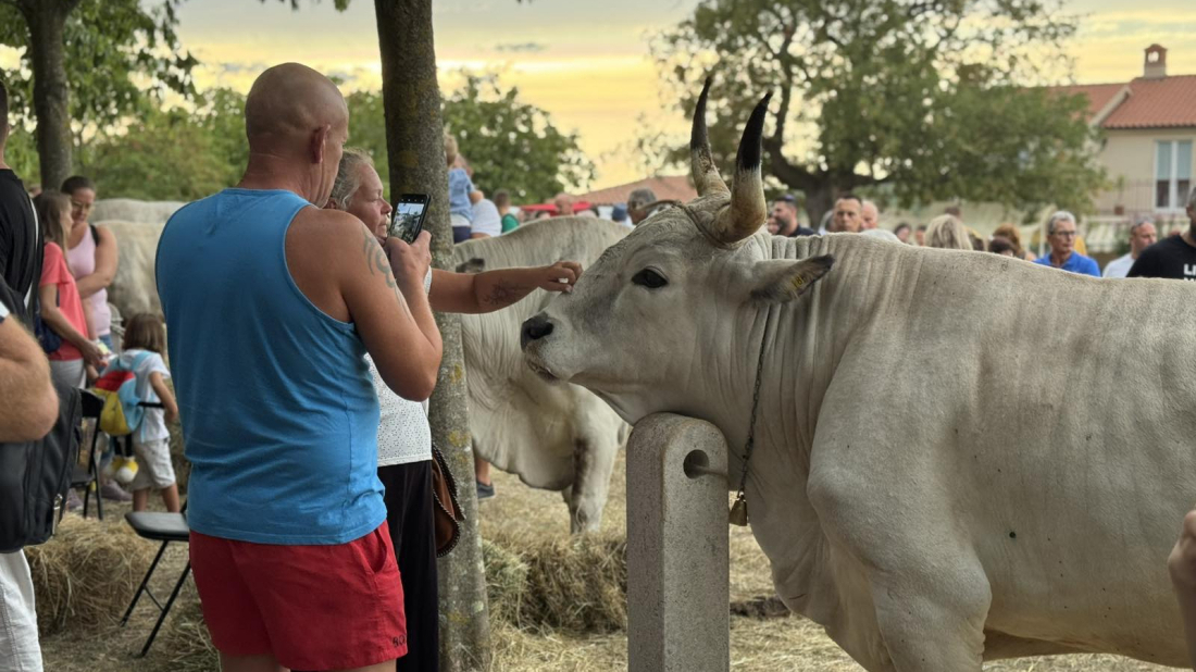 U Kanfanaru svečano otvorena 35. Jakovlja – slavlje tradicije, uzgoja i istarskog boškarina!