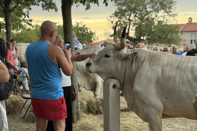 U Kanfanaru svečano otvorena 35. Jakovlja – slavlje tradicije, uzgoja i istarskog boškarina!
