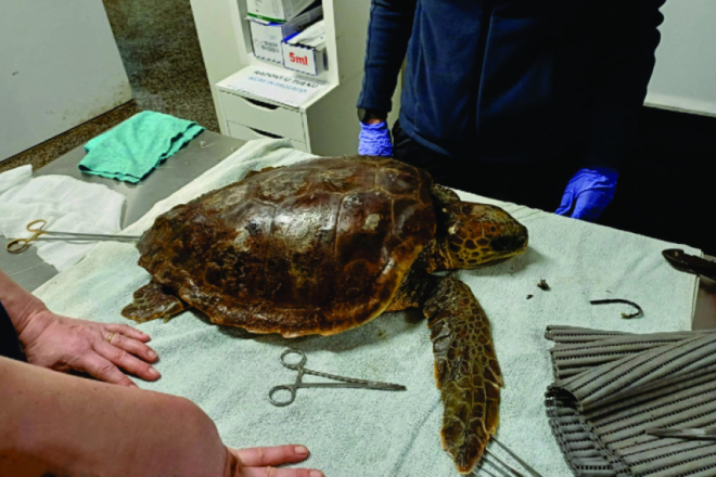 Što se događa s morskim kornjačama? Stručnjaci u Istri suočeni s neuobičajenim slučajevima