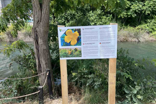 Ugrožena primorska makovica sve rjeđa na istarskoj obali – Natura Histrica poziva građane na suradnju