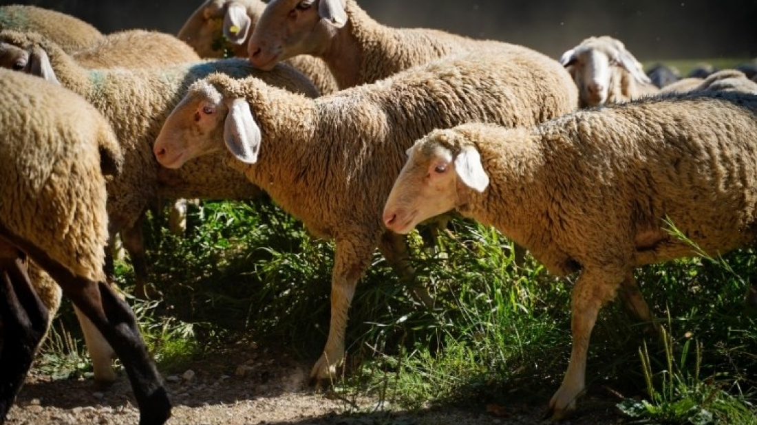 Kod ovaca u Istri pojavila se cirkulacija virusa bolesti plavog jezika