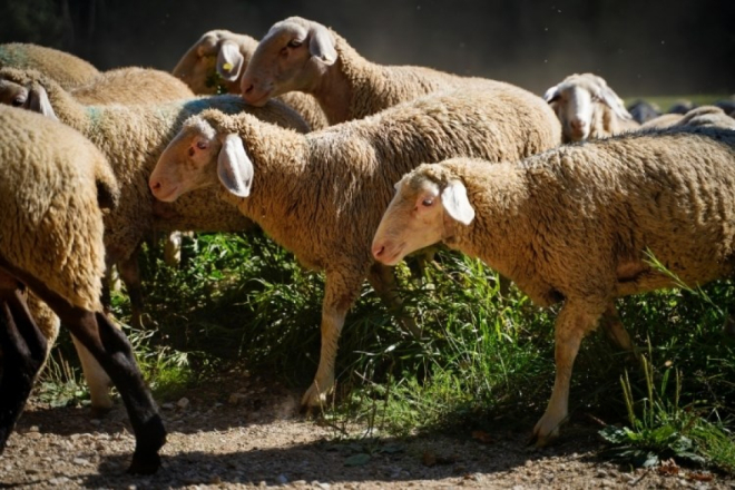 Kod ovaca u Istri pojavila se cirkulacija virusa bolesti plavog jezika