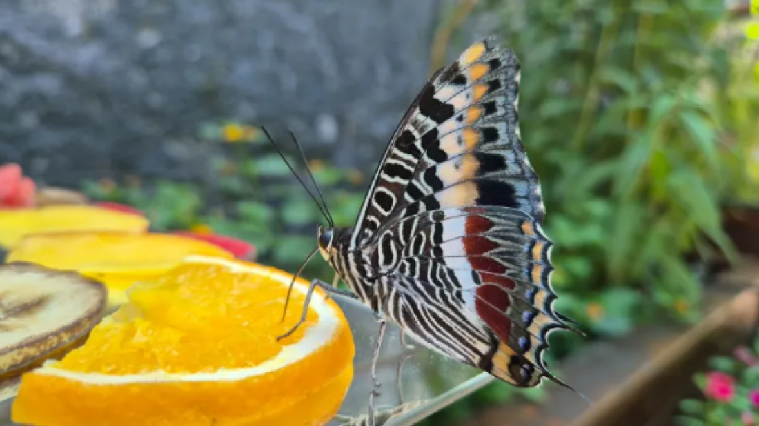 Aquarium Pula vas do 1. rujna poziva na izložbu 'Šetnja s leptirima'