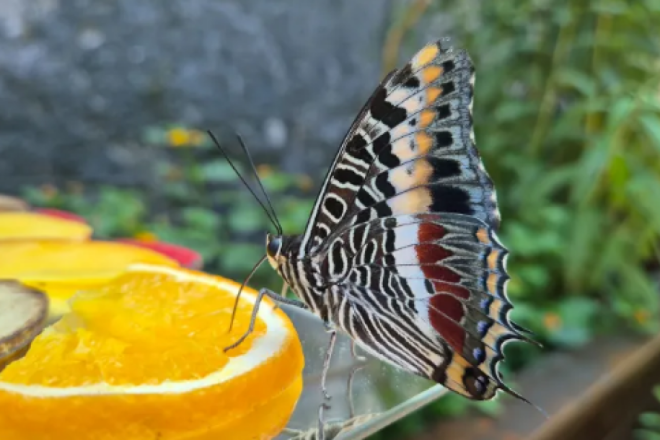 Aquarium Pula vas do 1. rujna poziva na izložbu 'Šetnja s leptirima'