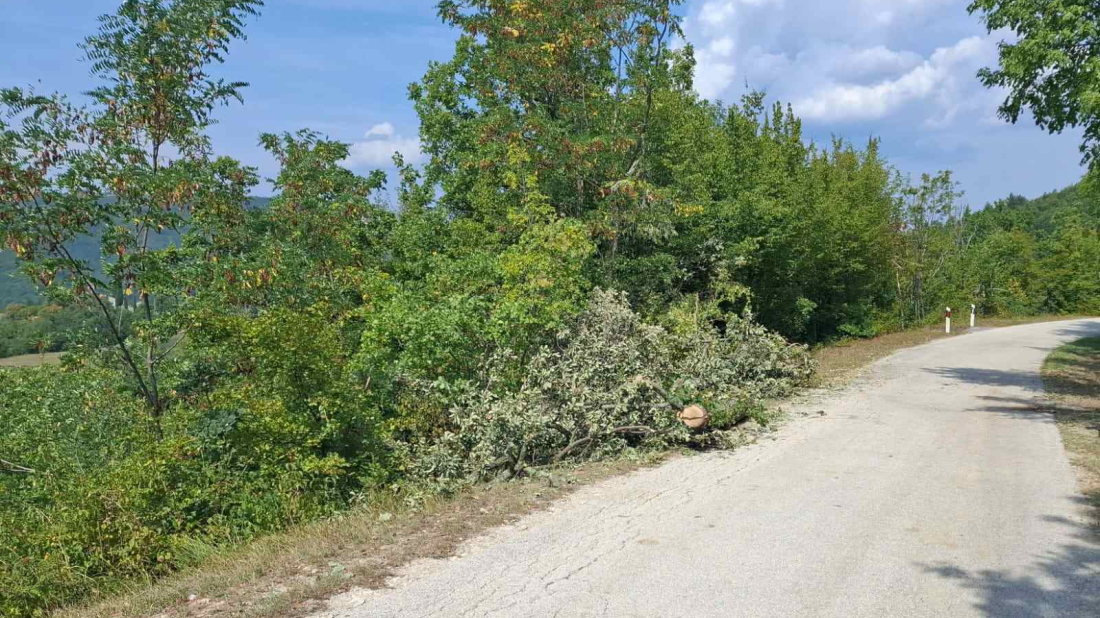 Neopisiva tragedija u Istri: Dijete poginulo nakon pada stabla
