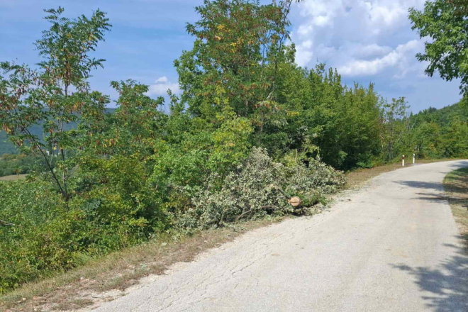 Neopisiva tragedija u Istri: Dijete poginulo nakon pada stabla