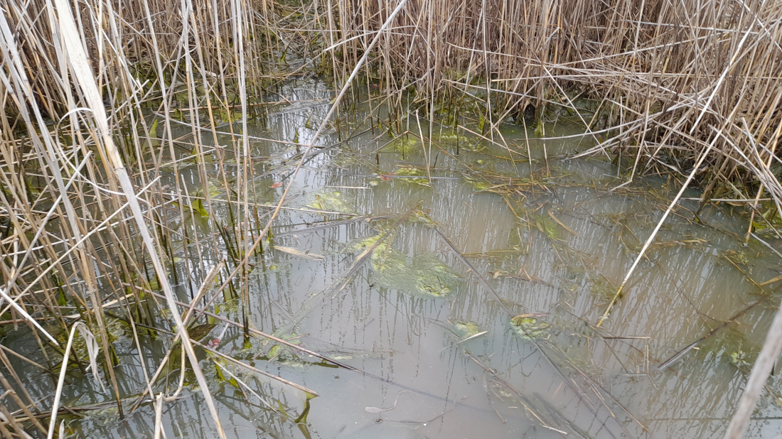 JU Natura Histrica demantira lažne optužbe vezane uz obnovu lokve Vergotini kod Poreča!