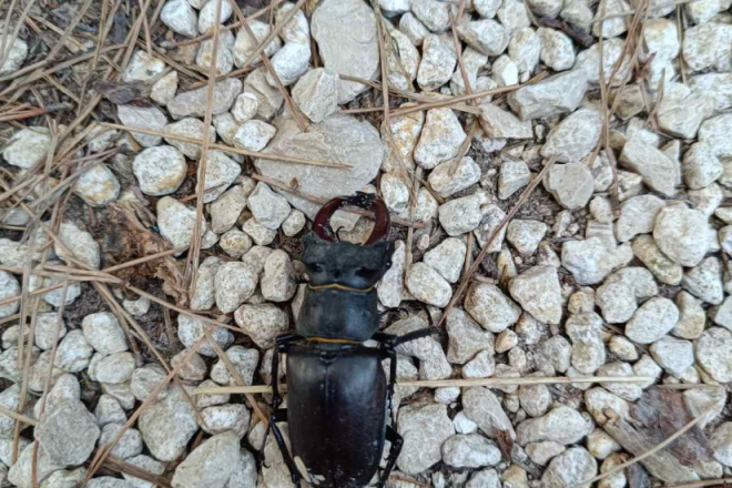 Jelenak – najveći kornjaš Europe treba vašu pomoć, ako ga primjetite javite se JU Natura Histrici!