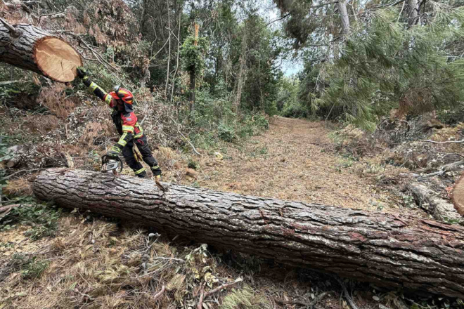 ROVINJSKI VATROGASCI NE STAJU: Nakon požara, danas pilili stablo u Zlatnom rtu