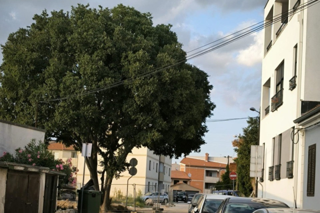 Grad izdaje dozvole, stabla nestaju: Možemo! Pula traži stvarnu zaštitu zelenila