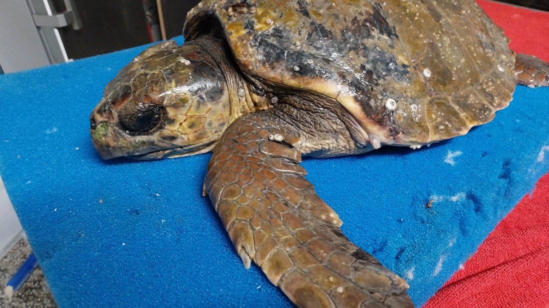 U Aquarium Pula stigla glavata želva Elva, ozlijeđena nakon udarca brodskim propelerom
