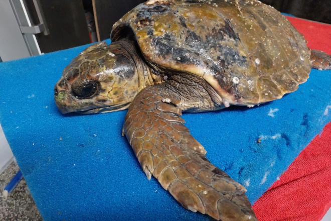 U Aquarium Pula stigla glavata želva Elva, ozlijeđena nakon udarca brodskim propelerom
