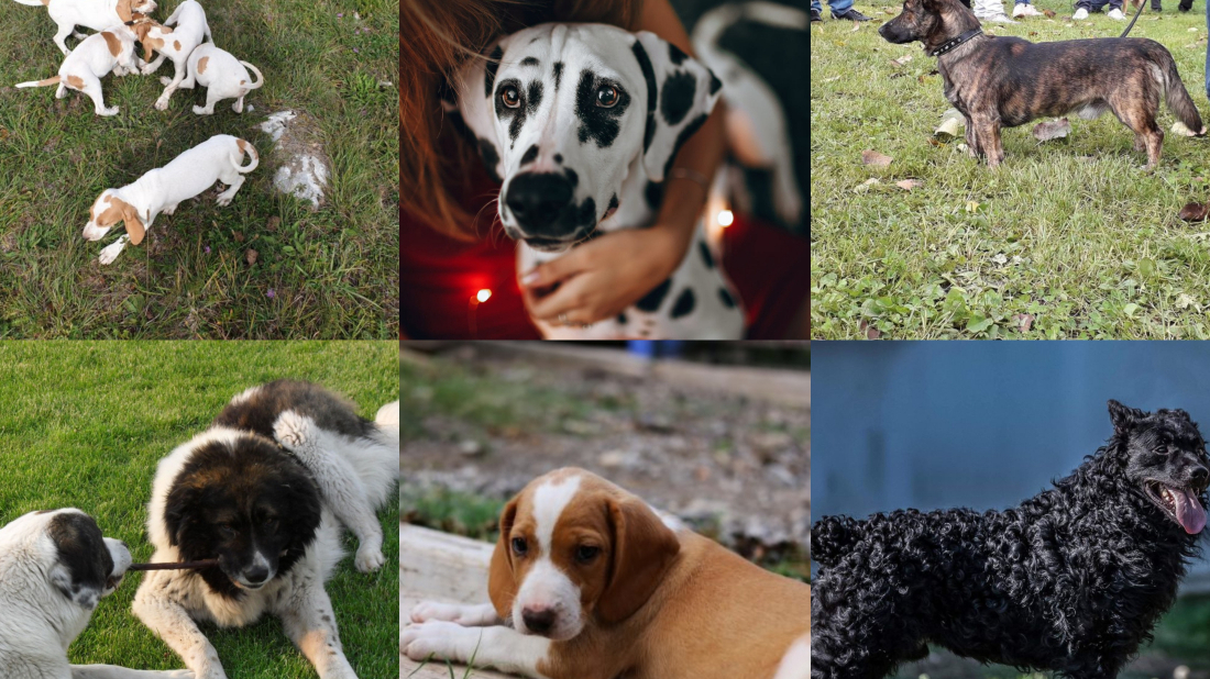 MEĐUNARODNI JE DAN PASA Znate li koje su sve pasmine porijeklom iz Hrvatske?