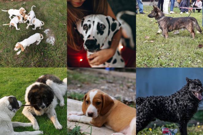 MEĐUNARODNI JE DAN PASA Znate li koje su sve pasmine porijeklom iz Hrvatske?