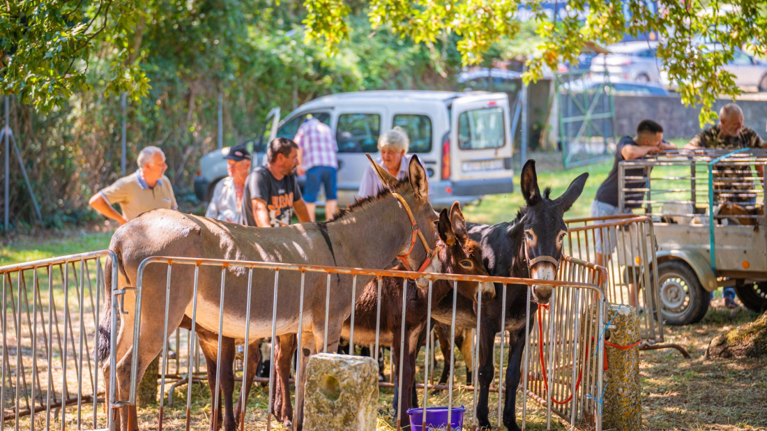 Bartulja u Žminju ovog tjedna donosi bogat program!