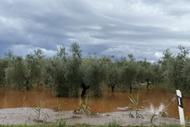 Sjeverozapad Istre nakon drugog potopa u tjedan dana: Rajčica uništena, vinogradi pod prijetnjom truleži