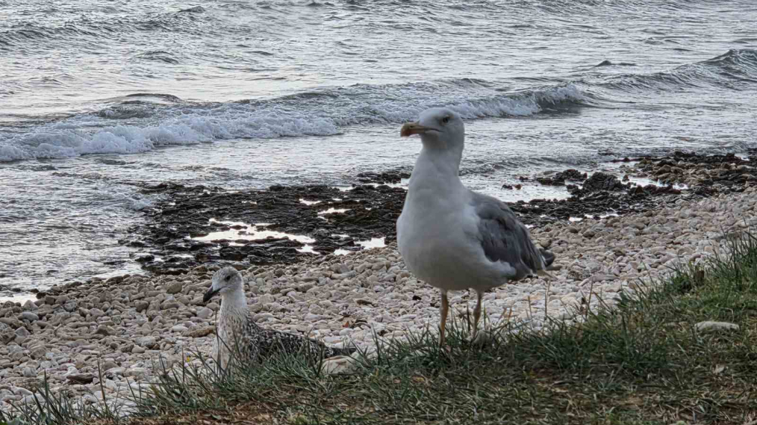 Zarobljeni u prošlosti: Kad politika ponovno otvara ratove koje građani odavno žele zatvoriti
