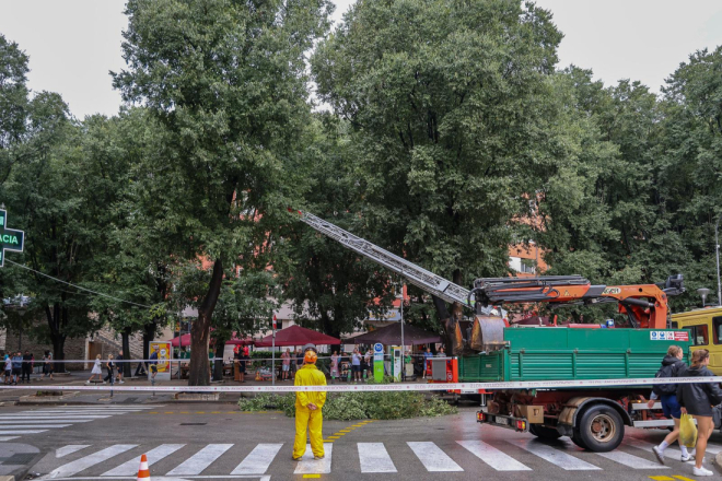 Olujno nevrijeme srušilo ladonju na Giardinima, jučer najviše intervencija u Fažani
