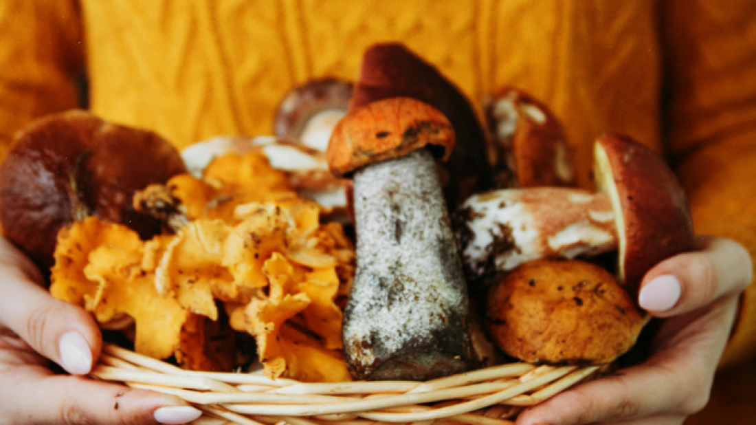 Istražite jesenska gastronomska iznenađenja u Istri - nećete se razočarati!