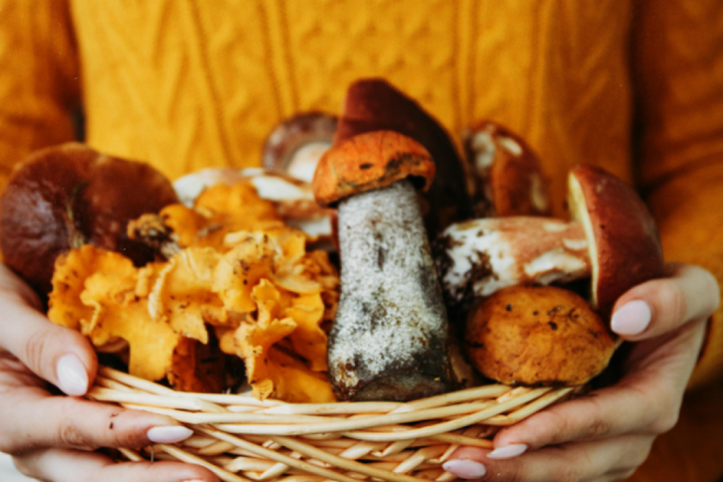 Istražite jesenska gastronomska iznenađenja u Istri - nećete se razočarati!