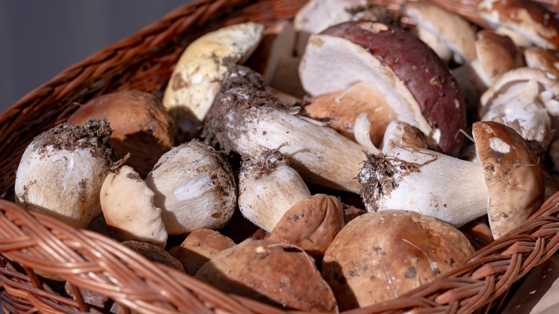 Jesen na pijatu: Ugostitelji u središnjoj Istri nude jesenske specijalitete po promotivnim cijenama!