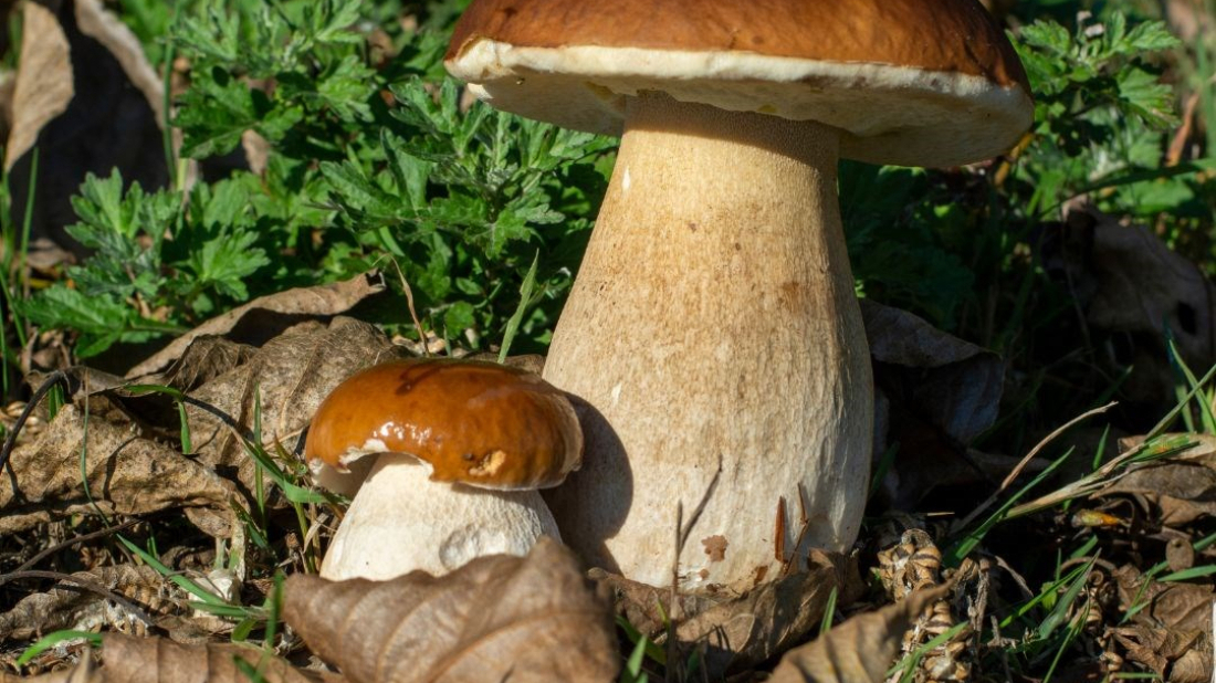 U Kontiji ove subote Dan gljiva – izložba, kotlić i šumske igre za djecu!