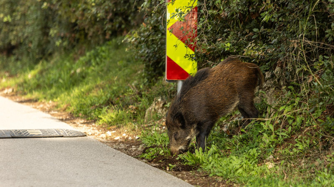 OPREZ! U nešto više od 24 sata u Istri čak šest naleta na divljač, jedna osoba je ozlijeđena
